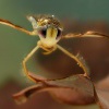 Klestanka velka - Corixa punctata 5118